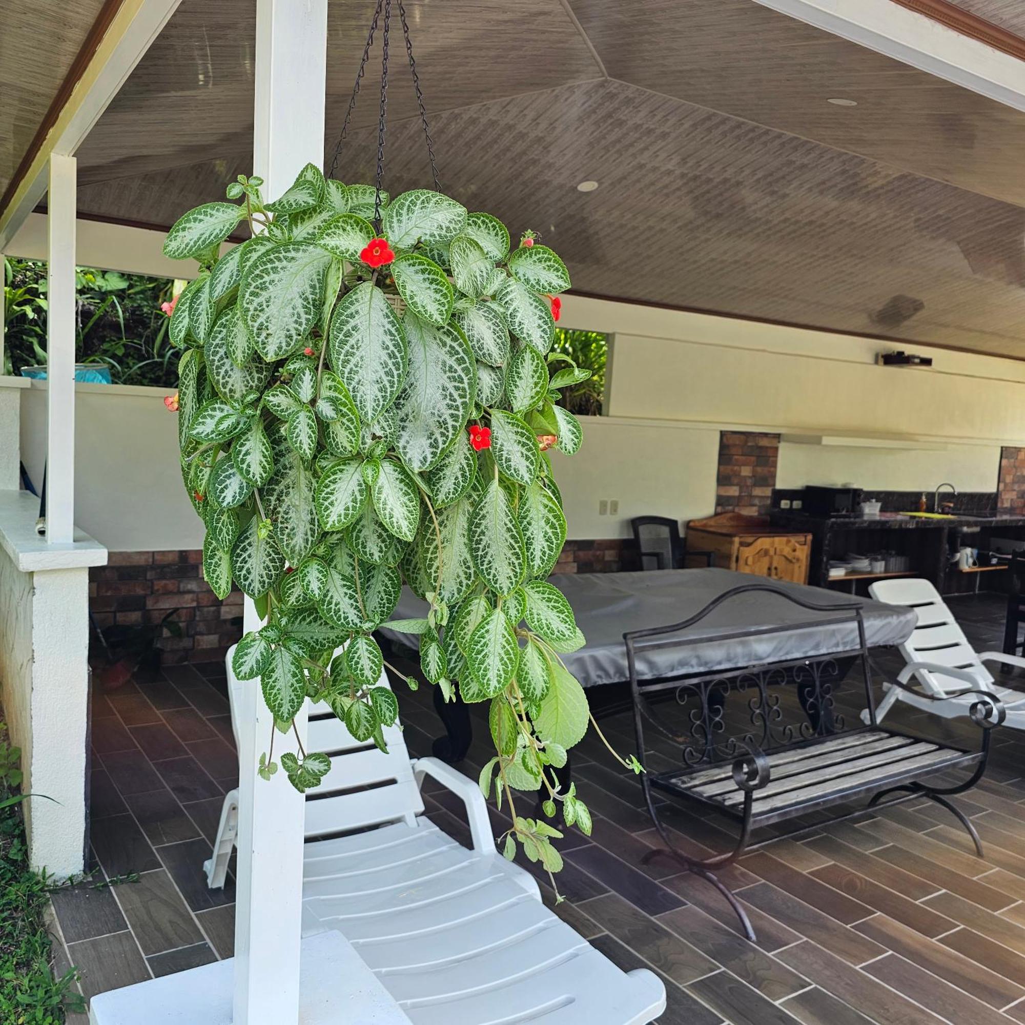 Lumbres Arenal Villa La Fortuna Ngoại thất bức ảnh